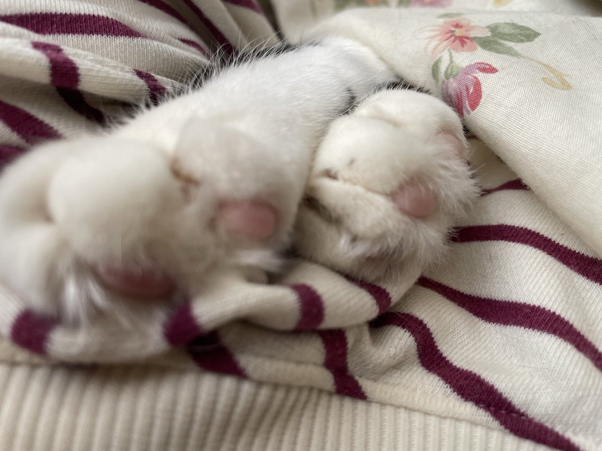 ｵﾌﾄｩﾝから飛び出すﾈｺﾁｬﾝ