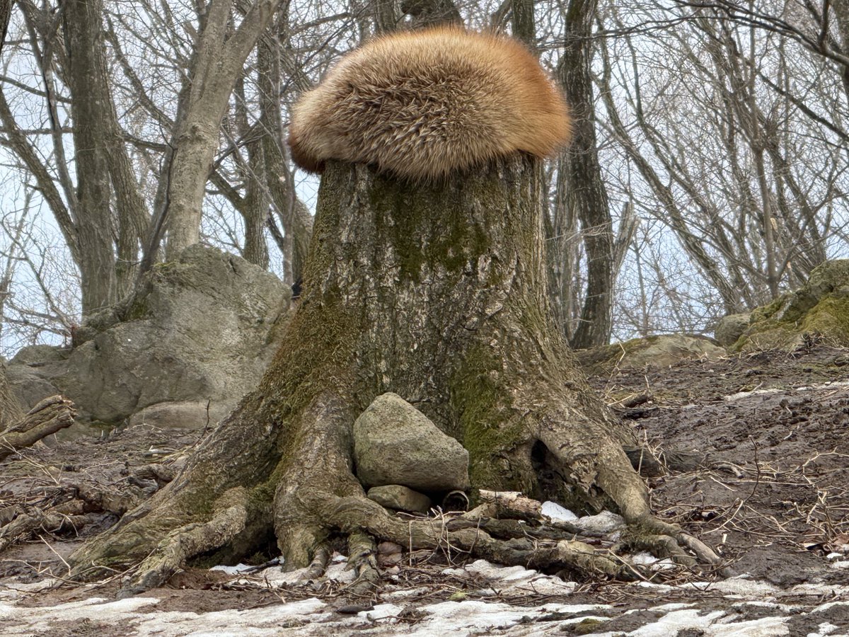 これは伝説のきの狐…！？