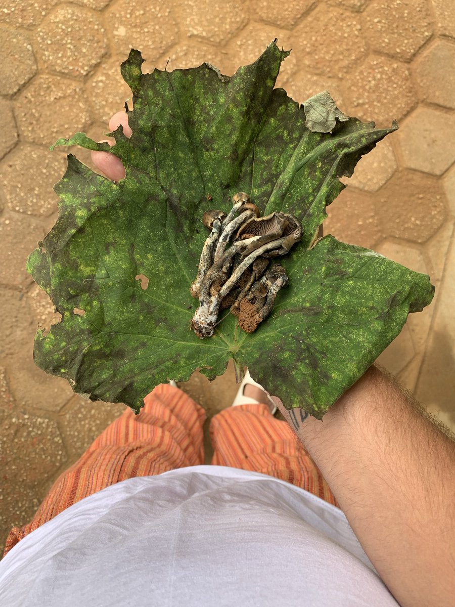 StevenR66848945's tweet photo. Been thinking about Oaxaca, the beauty and authenticity. My time in the mountains hunting natural 🍄. I’ve always felt great purpose with psychedelics, a desire to find a career revolving around it. Helping others would help myself fulfill the purpose I feel but haven’t found. https://t.co/SwgcSdbXLF