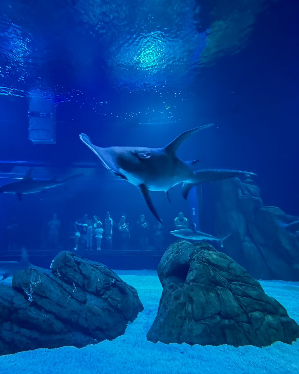RavikanthMunna's tweet photo. Underwater Giants.
.
.
.
Shot on @Apple iPhone 16 Pro Max
#ShotoniPhone 

#underwater #aquarium #atlanta #georgia #apple #ShotoniPhone https://t.co/oqQ8Bf5TS7