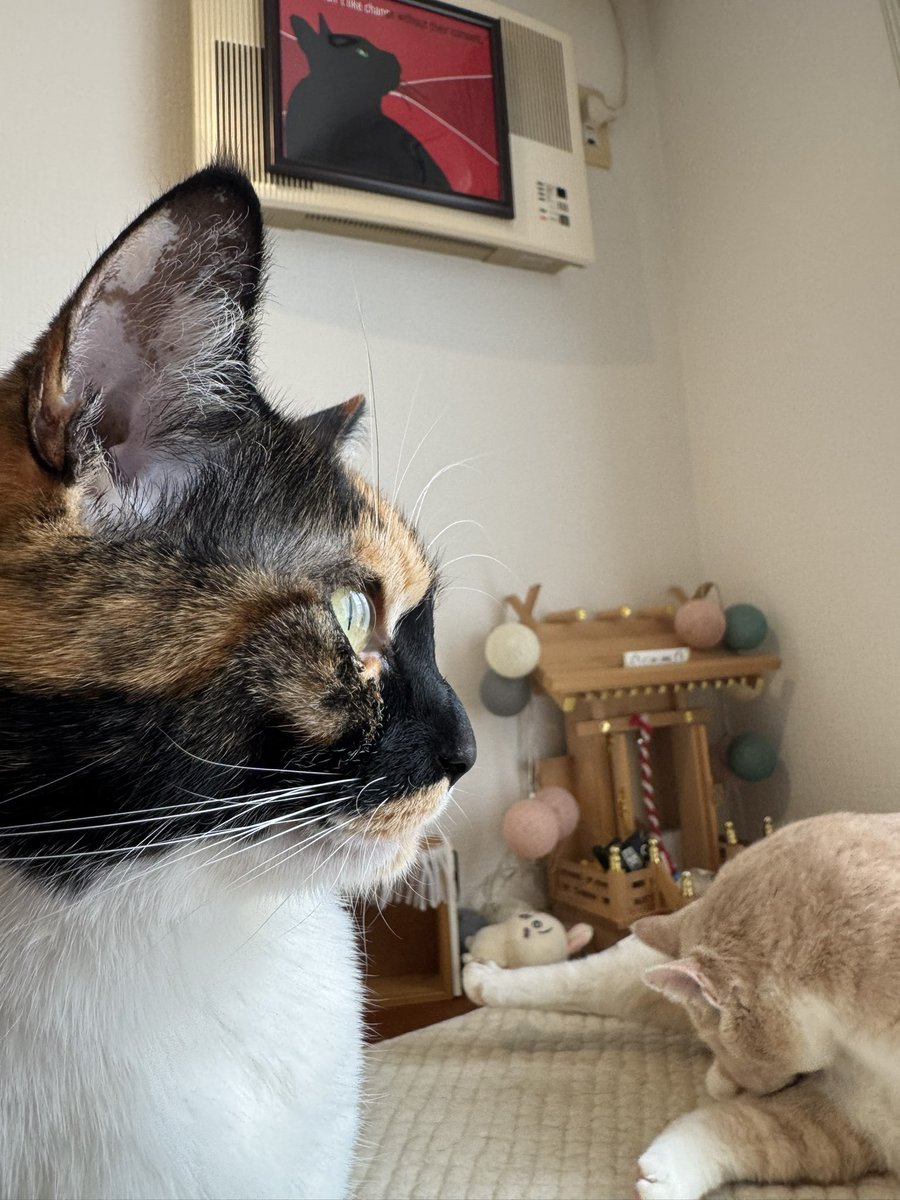 ねねこ (@n_nekoyashiki) / Posts / X