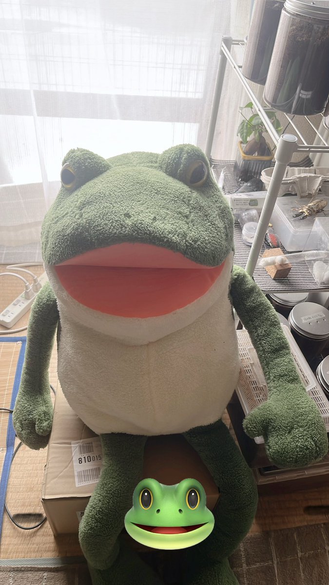 夜勤おわ。 帰宅したらカエルが鎮座してた😆 オマエ、デカくね？