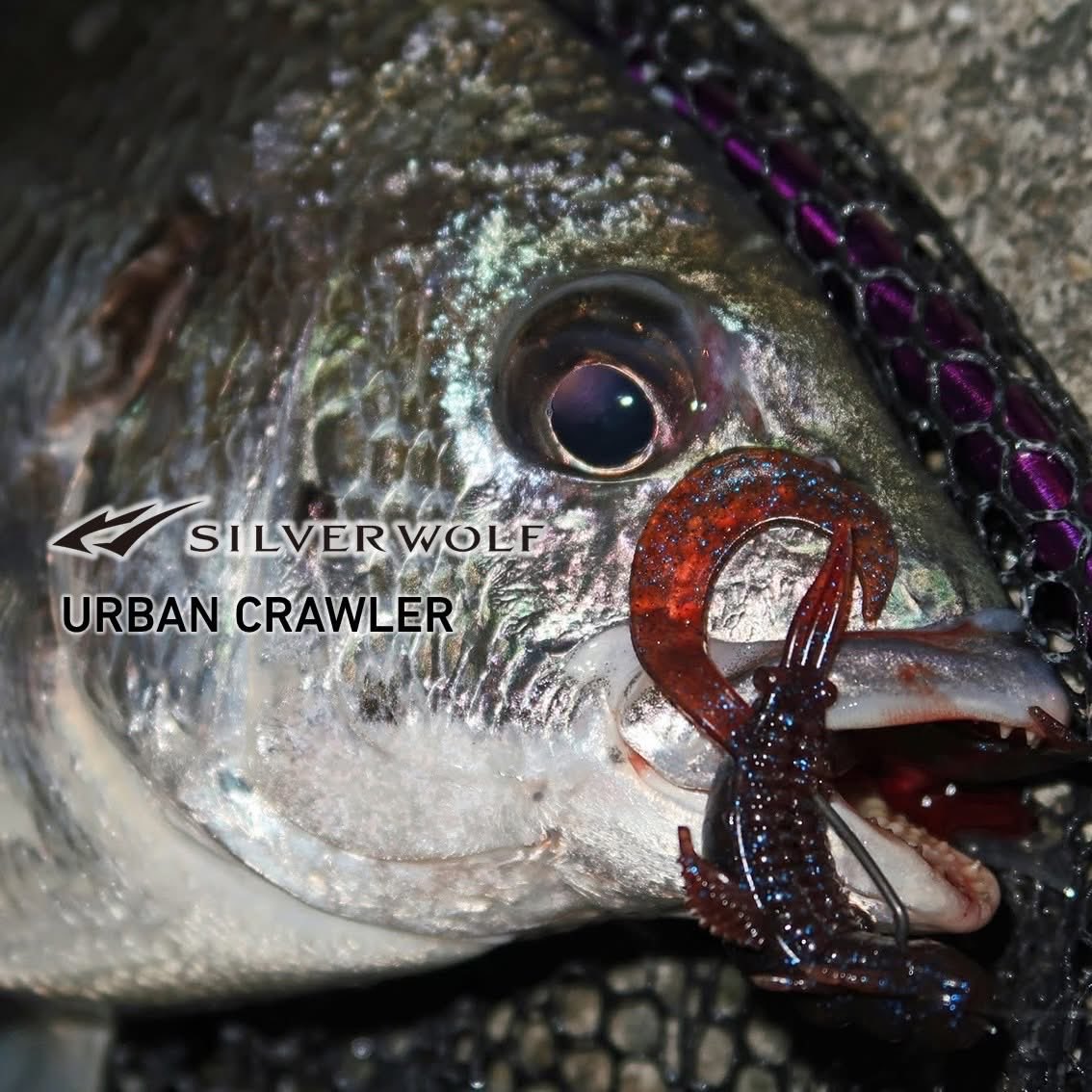 もりぞー (@morizo57) / Posts / X