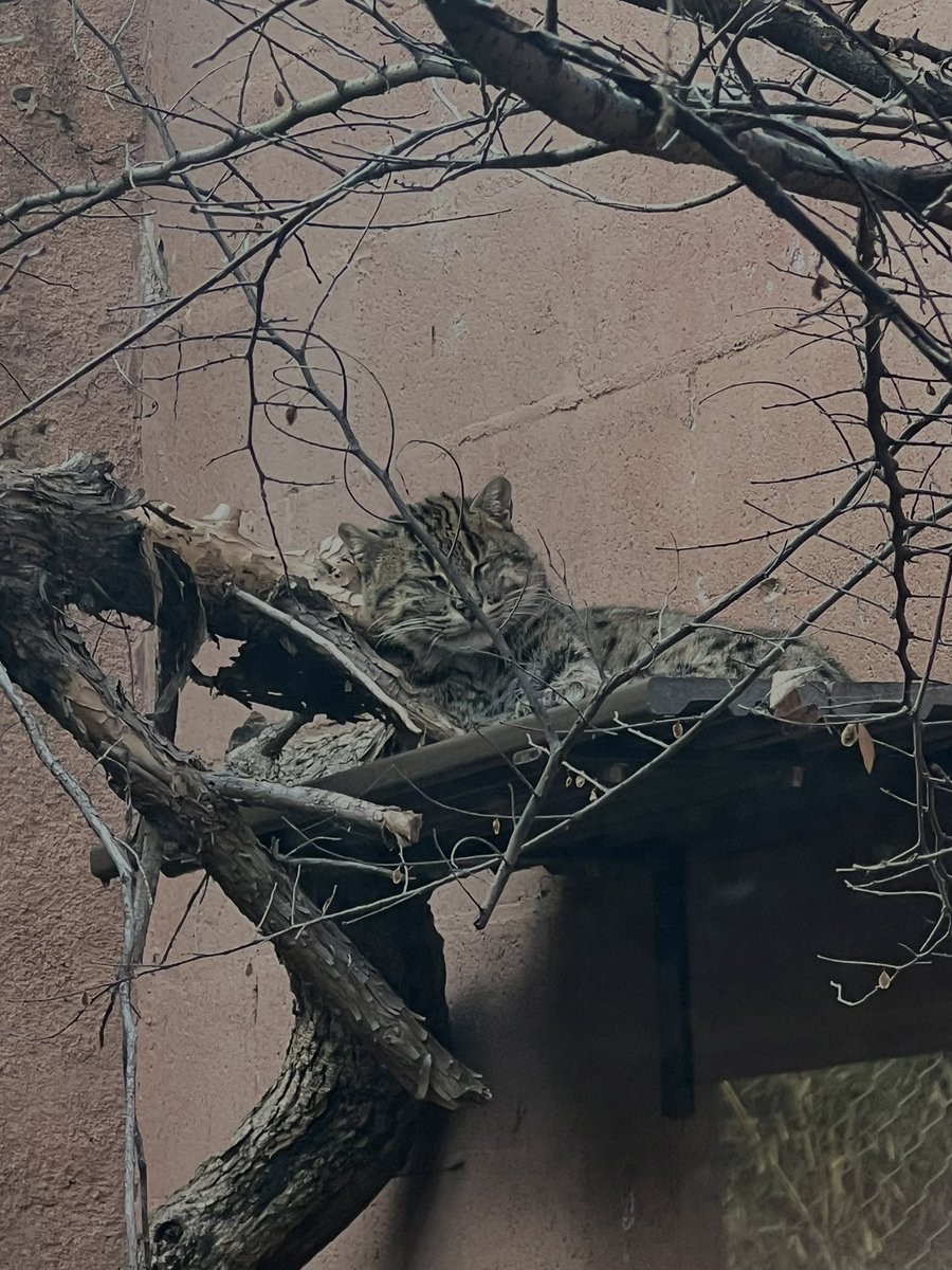brycemayy's tweet photo. Fishing cat 🎣 https://t.co/4KcLm5SFDl