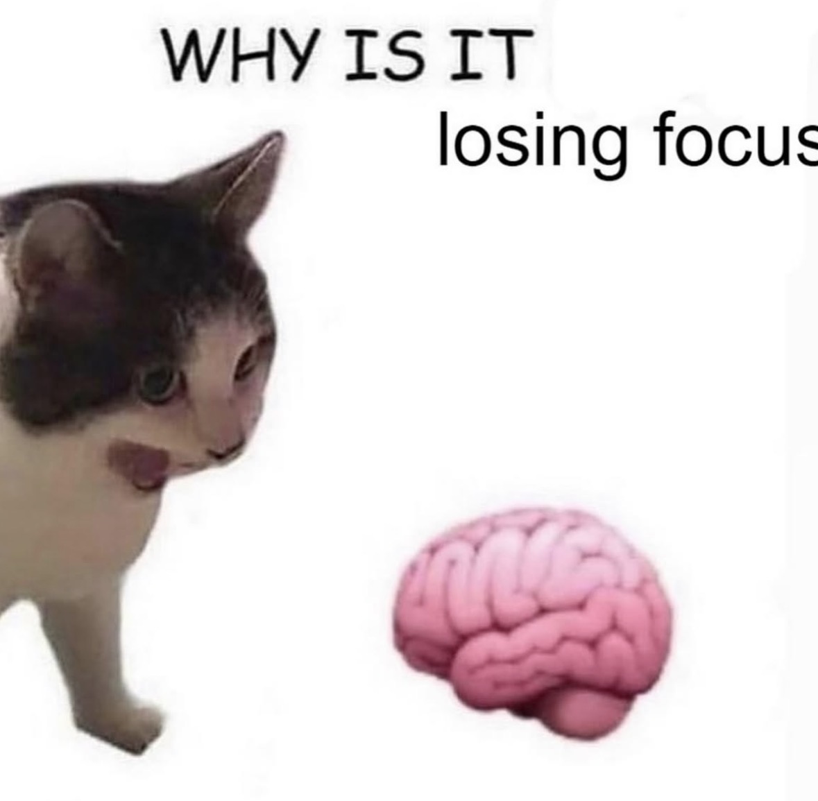 RespectfulMemes's tweet photo. https://t.co/yRbCCEalPW