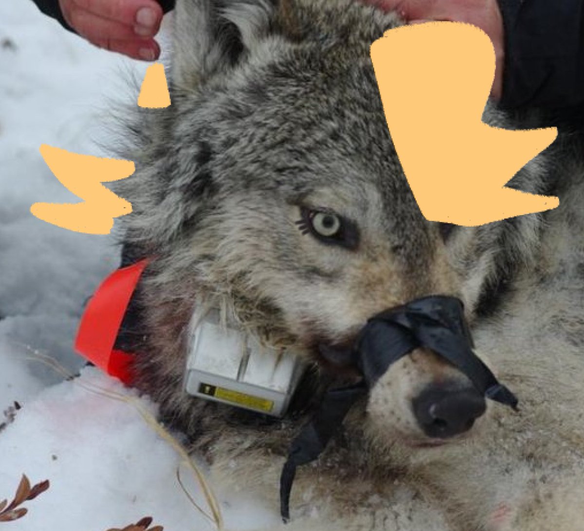 VULFHAUSE_'s tweet image. Need a bad bitch to attempt to domesticate me