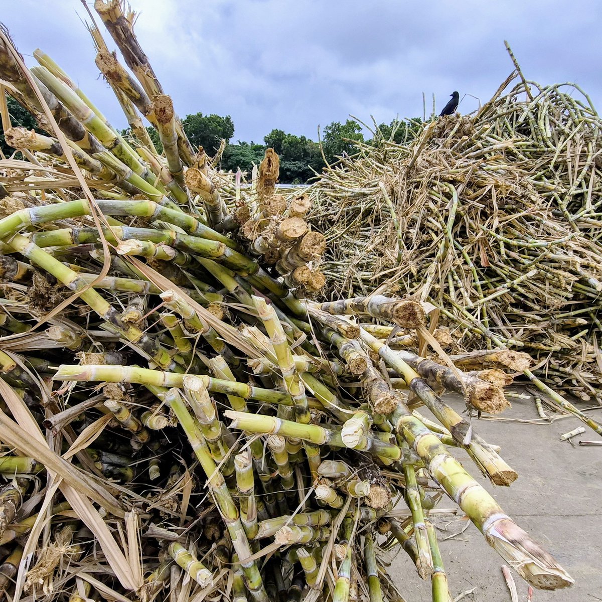 普通に搾ると、さとうきびの重量に対し数％しか黒糖にならないところを秘密結社波照間製糖はさとうきびがカッスカスになるまで搾り上げ１４％ほどの黒糖に仕上げる😎そして搾り上げた繊維分をボイラーの燃料にする🔥
…怖いか？徹底的に搾り上げたうえに廃棄物さえ出さずに利用する我ら組織の存在が😳