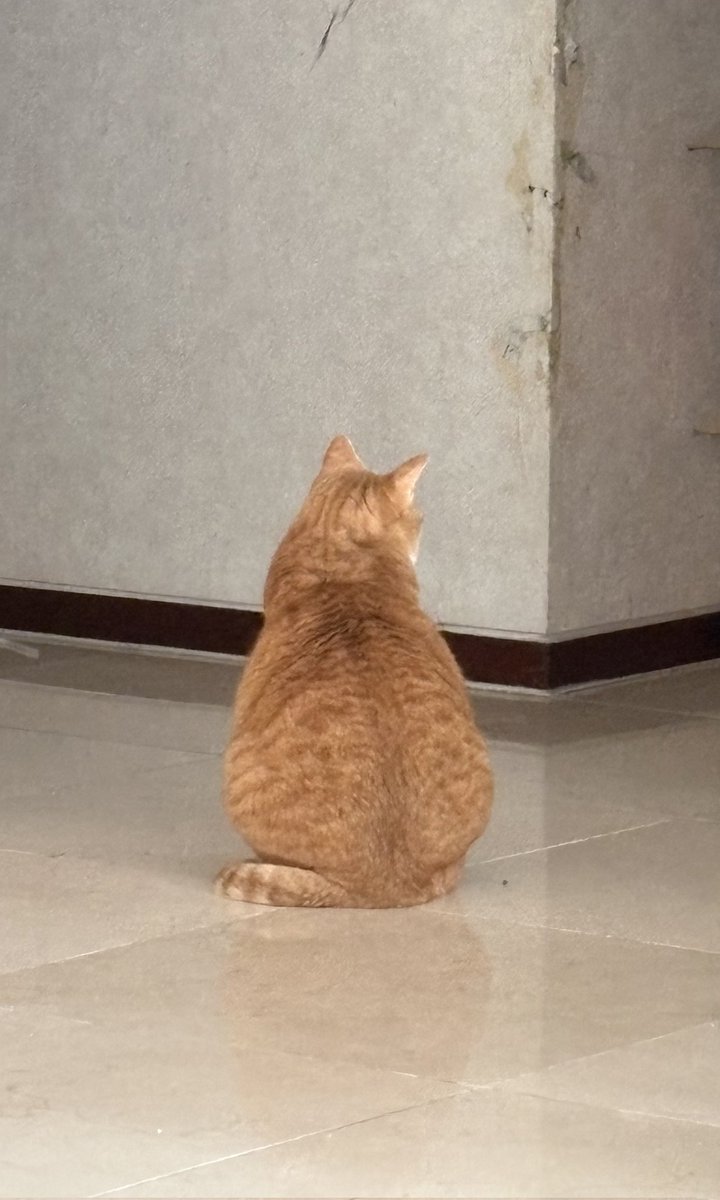 자동차 도착알림이 떴는데 아무도 들어와서 간식을 주지 않아 삐졌음