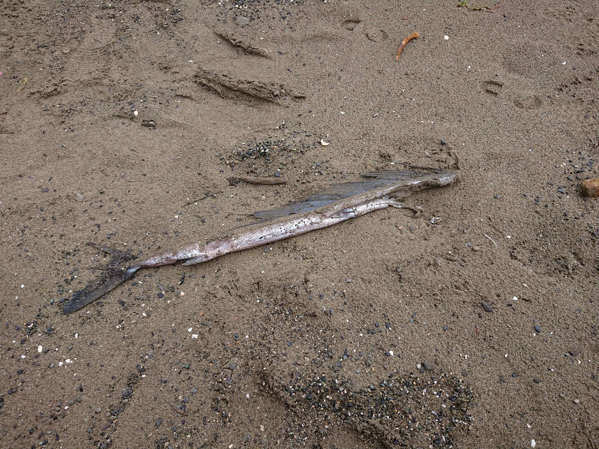 三津浜にミズウオが漂着していた！

ありか同志とご一緒だと毎回面白いものを見られる気がする…！