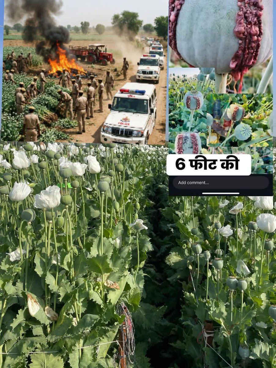 kishan ki mehnat barbad #afeem #INDvsPAK