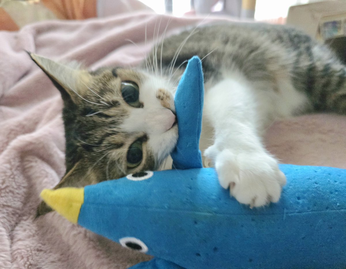 まりもちゃん！と🧌 (@marimo2021915) / Posts / X