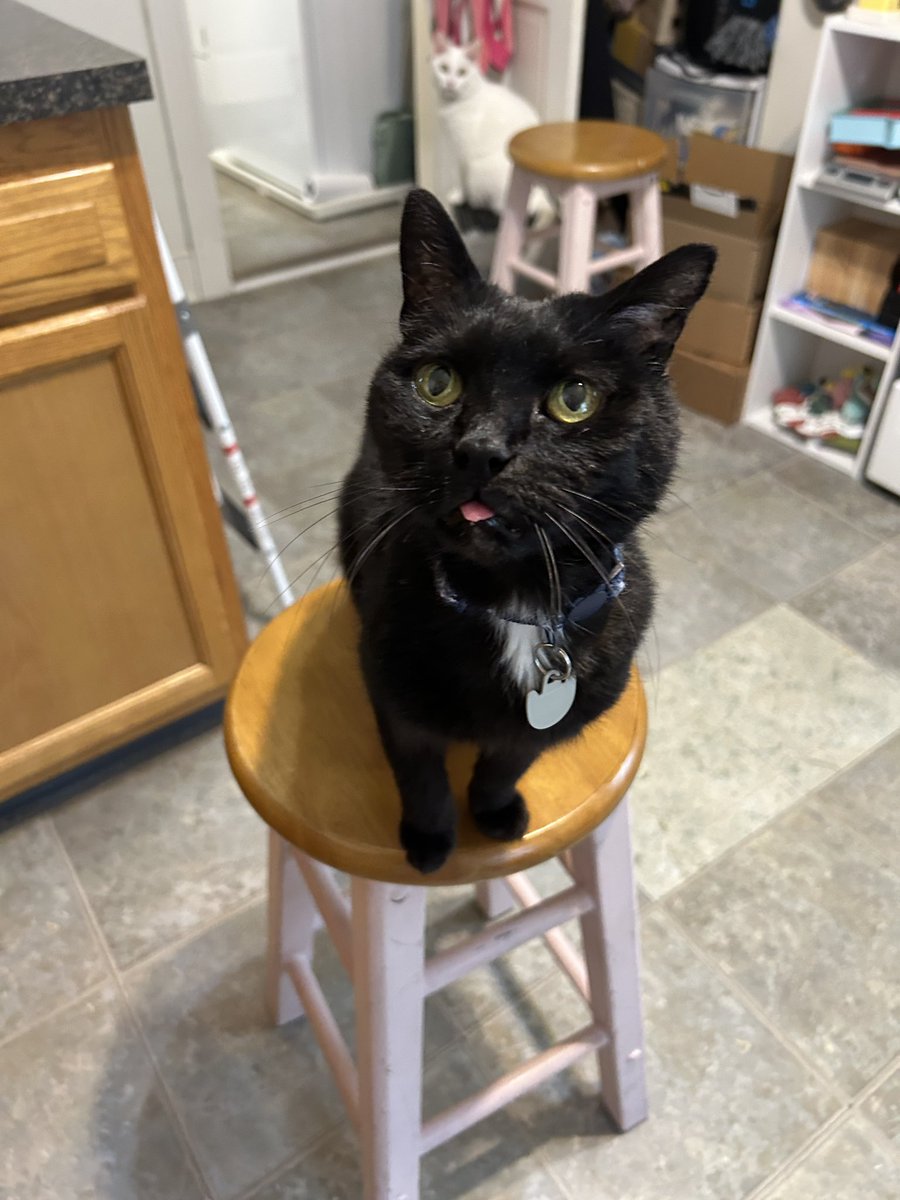 oliviadasovic's tweet photo. I hereby formally request that Mocha is included in cute of the day. it should be noted Mocha is, in fact, cute everyday. please enjoy the crochet loaf plush i made of her as well. 

@Brettdasovic #pccpets https://t.co/sYwhAyfJI4
