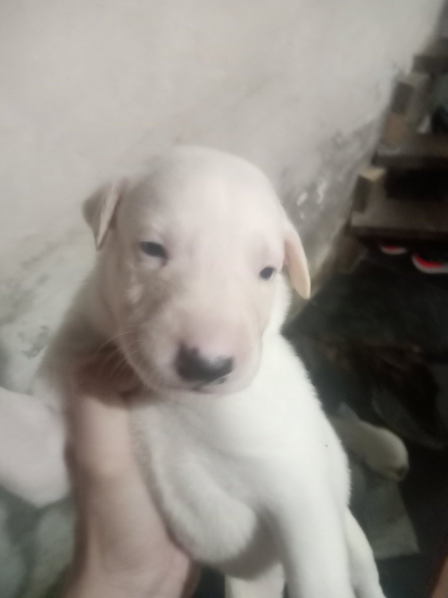 Marquitos Pavez tweet media