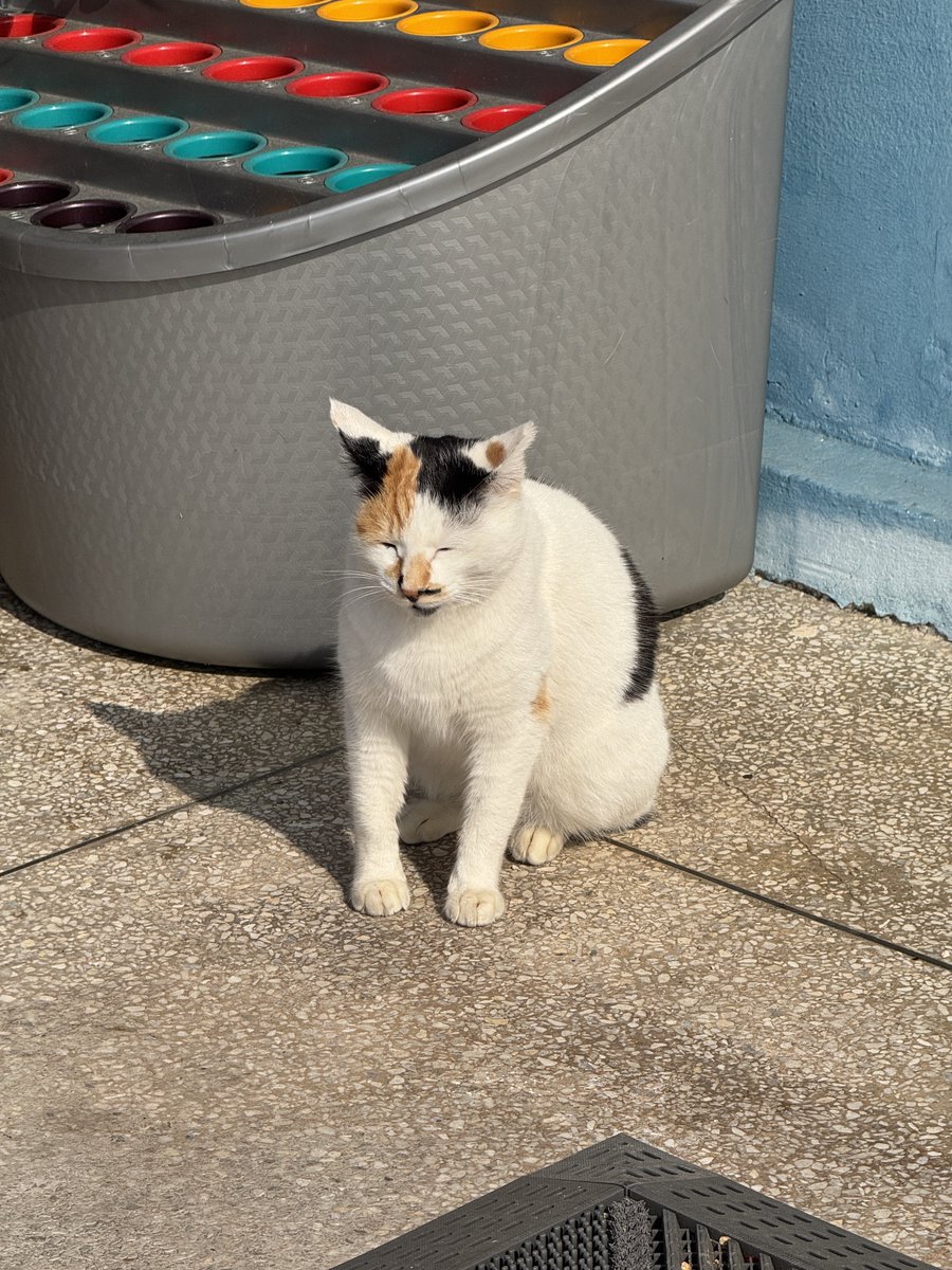 고양이 임보 중인데 가족을 구합니다😭😭
암컷 / 중성화O(TNR) / 23년 5월 생(추정)
원래 챙겨주던 길냥이인데 사연이 있어 구조 후 임보 중입니다
저도 고양이 두마리 키우고 있어서 삼색이와 함께할 가족을 구합니다..
디엠 주세요..🥺