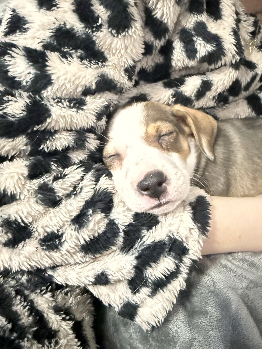 Garrett Ruttle tweet media