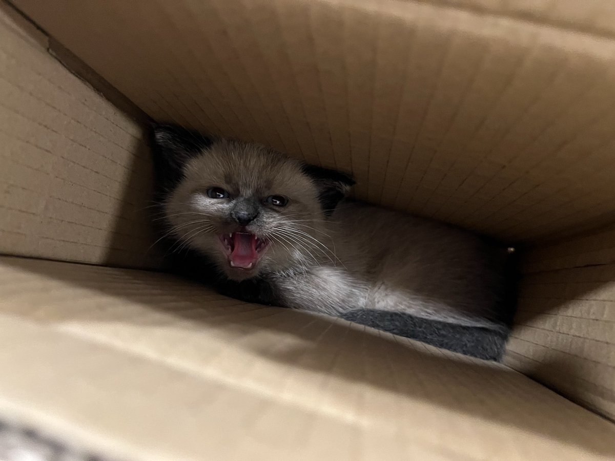 pakchichai91's tweet photo. https://t.co/1M81NC22mu
Every Penny helps
#GoFundMe
#Fundraiser
#Donate
#SupportLocal
#HelpUsHelpThem
#NonprofitLife
#Crowdfunding
#MakeADifference
#KindnessMatters
#SaveAnimals
#SupportRescue https://t.co/zzmt5lF02Z