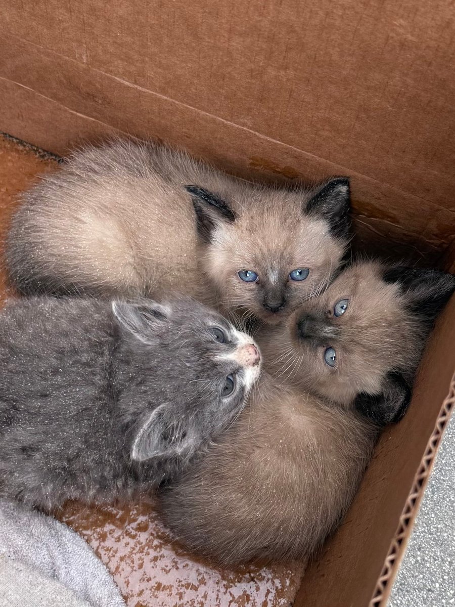 pakchichai91's tweet photo. https://t.co/1M81NC22mu
Every Penny helps
#GoFundMe
#Fundraiser
#Donate
#SupportLocal
#HelpUsHelpThem
#NonprofitLife
#Crowdfunding
#MakeADifference
#KindnessMatters
#SaveAnimals
#SupportRescue https://t.co/zzmt5lF02Z