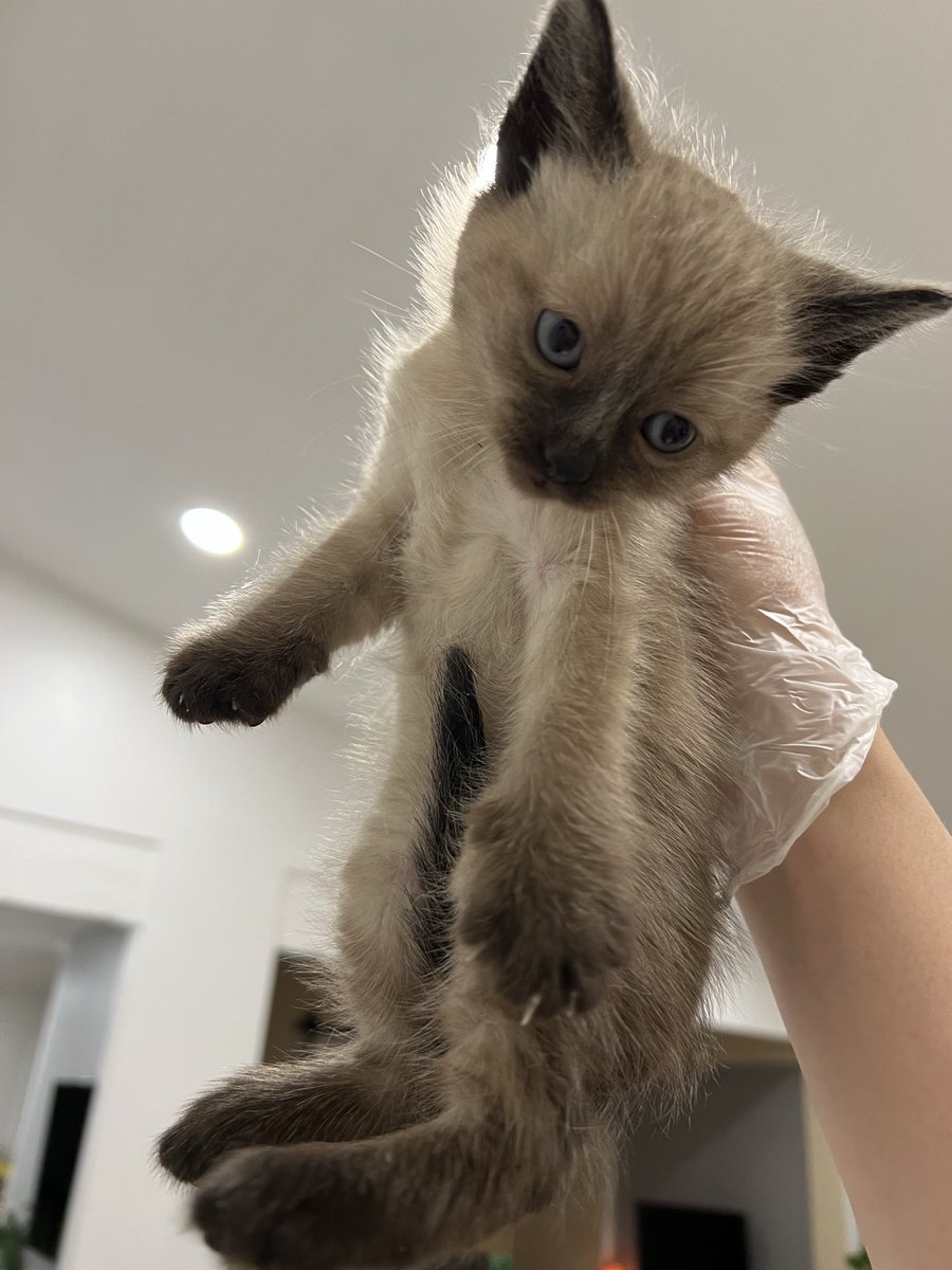 pakchichai91's tweet photo. https://t.co/1M81NC22mu
Every Penny helps
#GoFundMe
#Fundraiser
#Donate
#SupportLocal
#HelpUsHelpThem
#NonprofitLife
#Crowdfunding
#MakeADifference
#KindnessMatters
#SaveAnimals
#SupportRescue https://t.co/zzmt5lF02Z