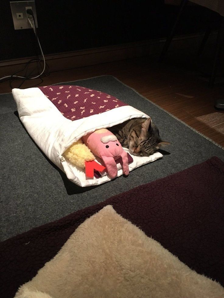 Why you should have a cat (@shouldhavecat) on Twitter photo 