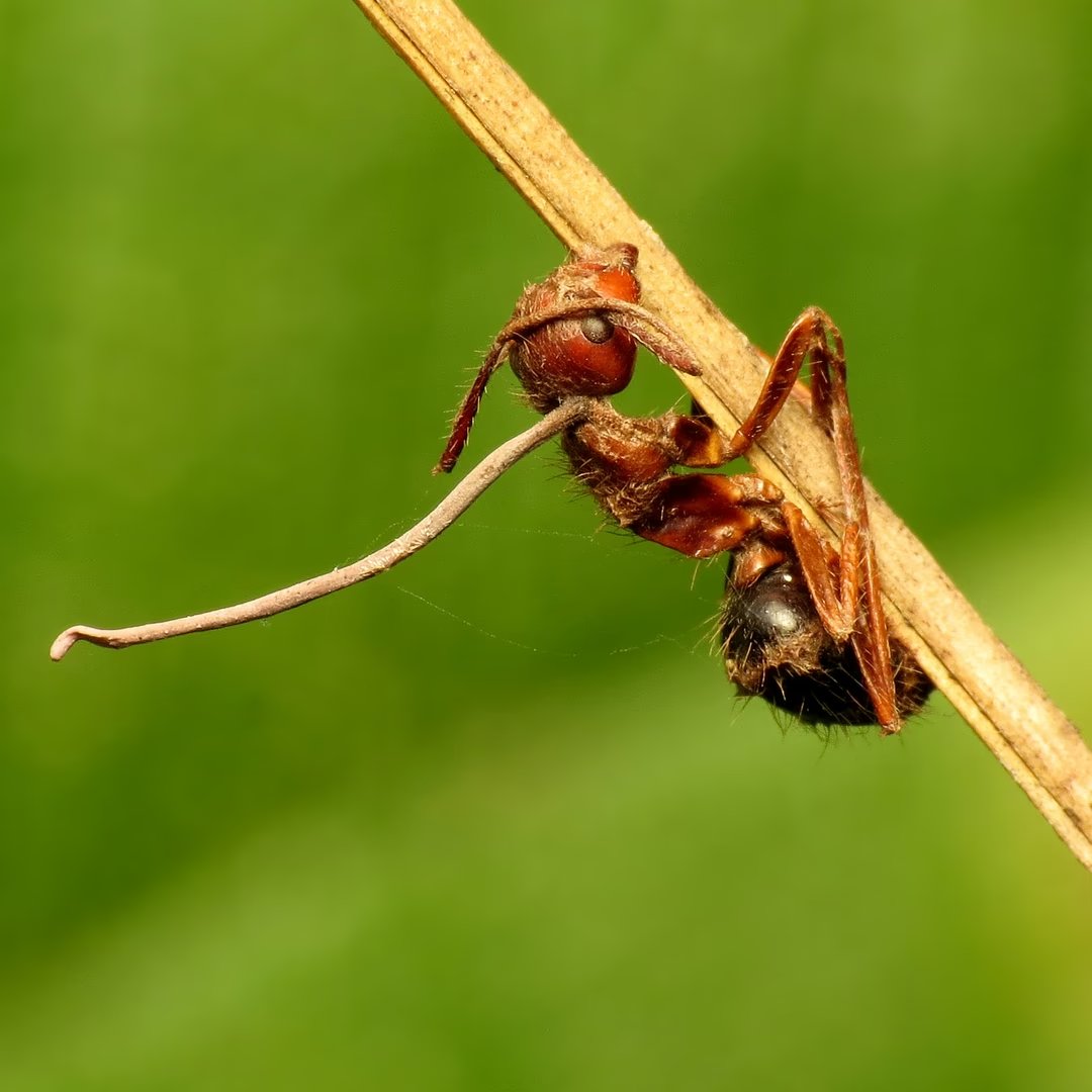 Economist to this ant:
Well you might claim you don't really want to climb high, get stuck on the branch and then die, but your revealed preferences show otherwise