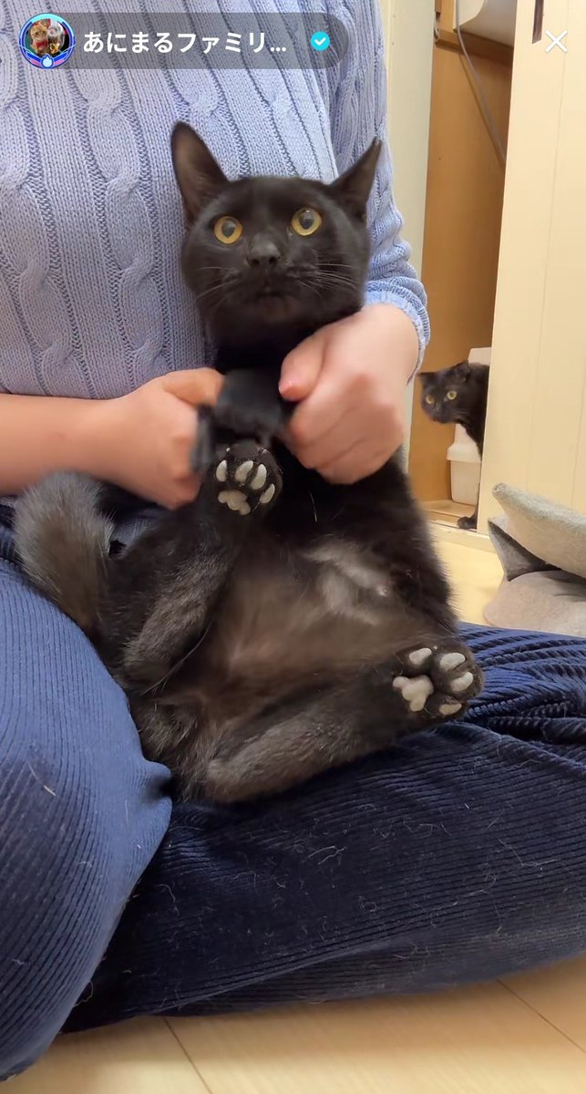 のりが、ちょうどスクショしたタイミングで出てきたなって思ってたけど、こんなによくのりが映ってると思わなかった🤣
#保護猫カフェかつお
#あにまるファミリー
#猫
<a href="/hogoneko_katsuo/">保護猫カフェ かつお（シェルター）</a> 
<a href="/2oniTomo/">友子ちゃんとお兄ちゃん🌿ねこ&フェレット 😻🐻</a>
