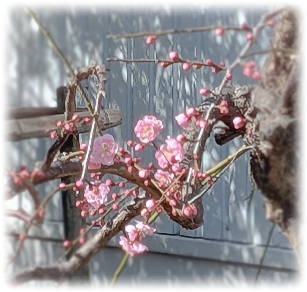 1728nnsss's tweet photo. 春よ来い早く来い…♫
福岡で見つけた春…
北は雪☃️日本列島長しww
大阪の春見に行って来る🎤 https://t.co/UwLIeZP8Yl