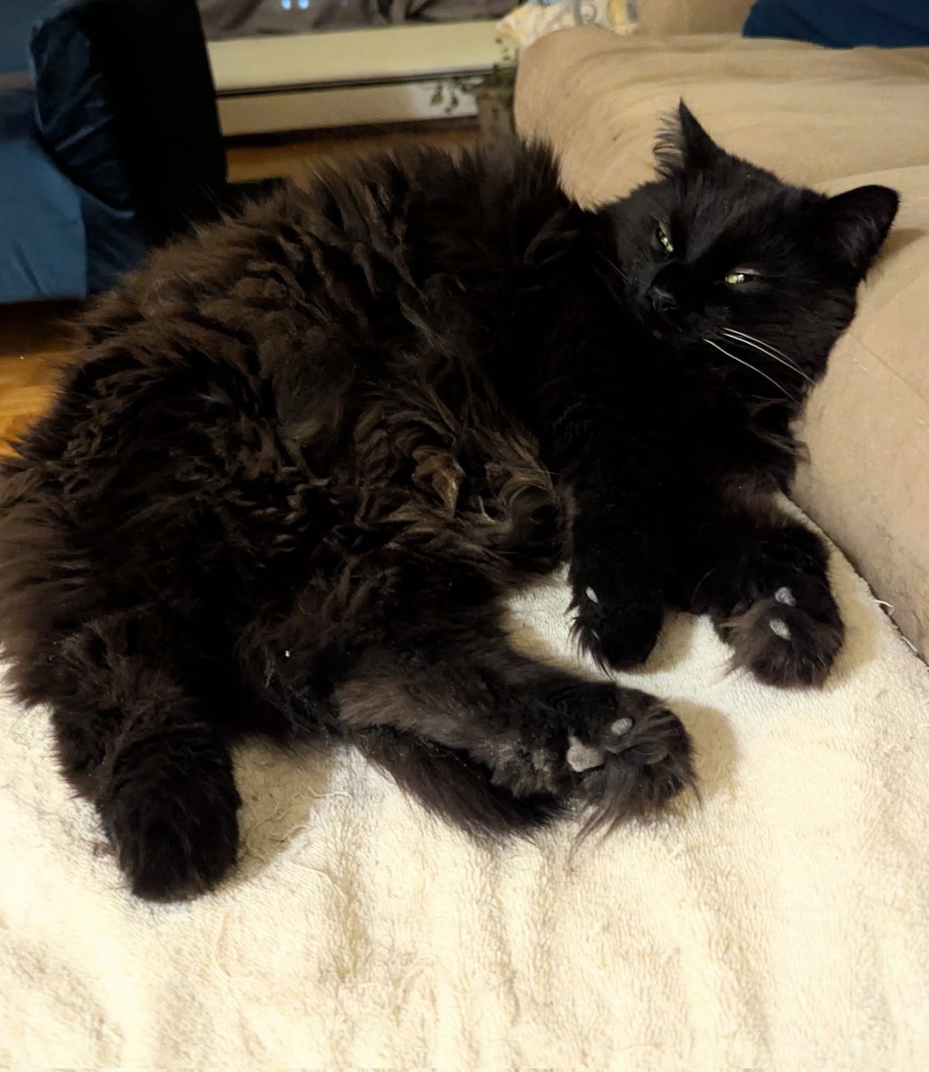 JacksonTheCat2's tweet photo. Good evening from Ottawa 🇨🇦! It's #TuftyTuesday and #ToeBeanTuesday so I'm serving up some black beans. The side-eye is just a bonus for the pawparazzi.😸#Cats #CatsOfTwitter #blackcats #tuesdayvibes https://t.co/q1CzFyksrP