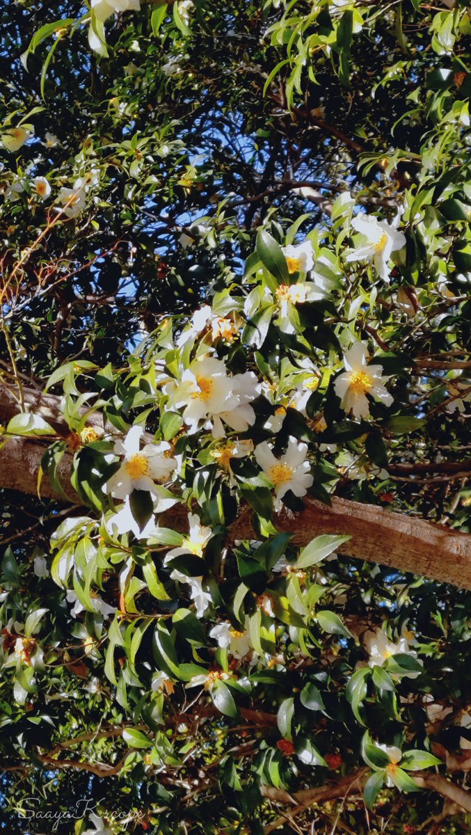 Flower Photo Club Community on X - 4.5K Members