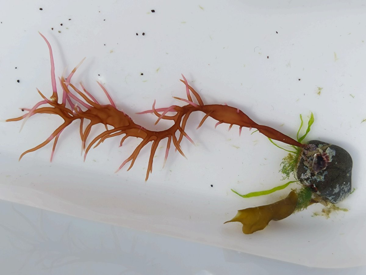 ビーチコーミングで緑藻類、褐藻類、紅藻類の海藻を観察。全て2センチ