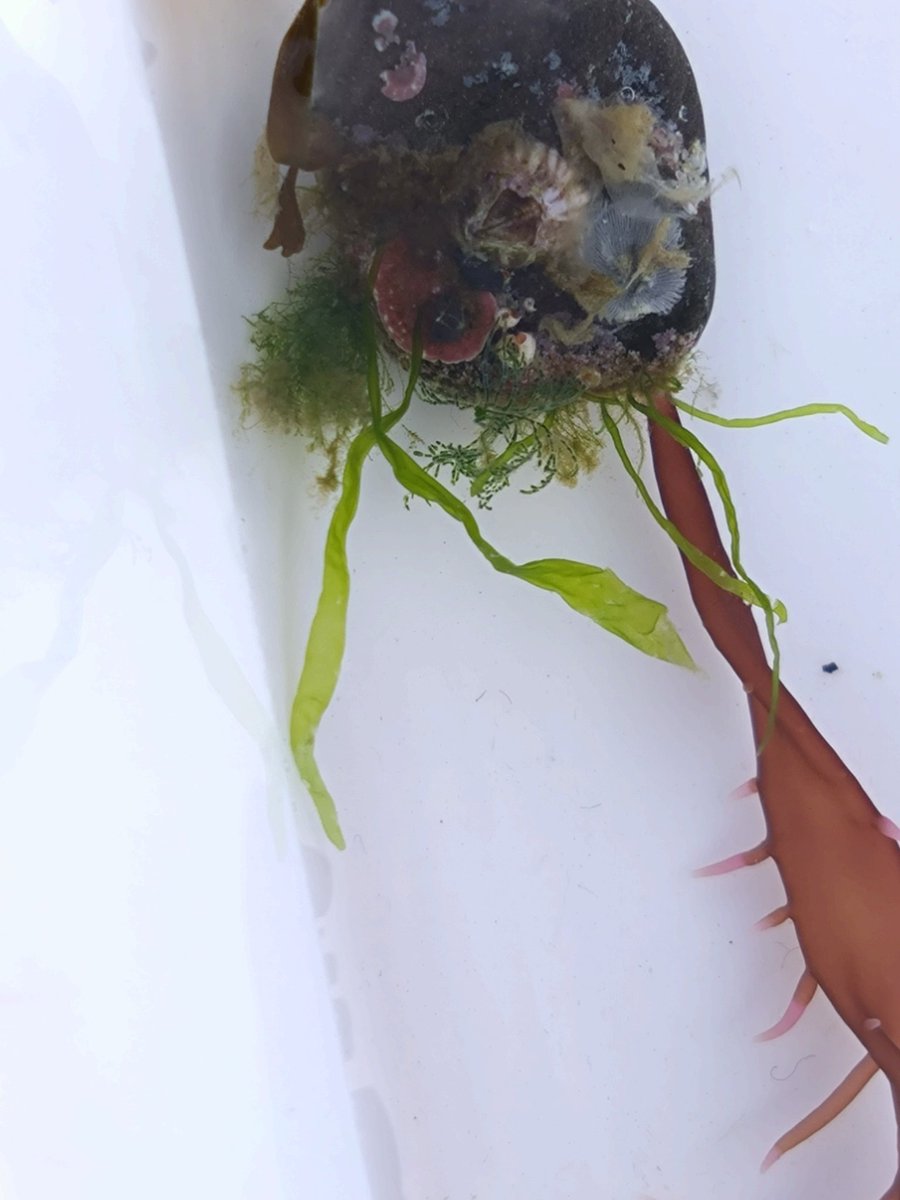 ビーチコーミングで緑藻類、褐藻類、紅藻類の海藻を観察。全て2センチ