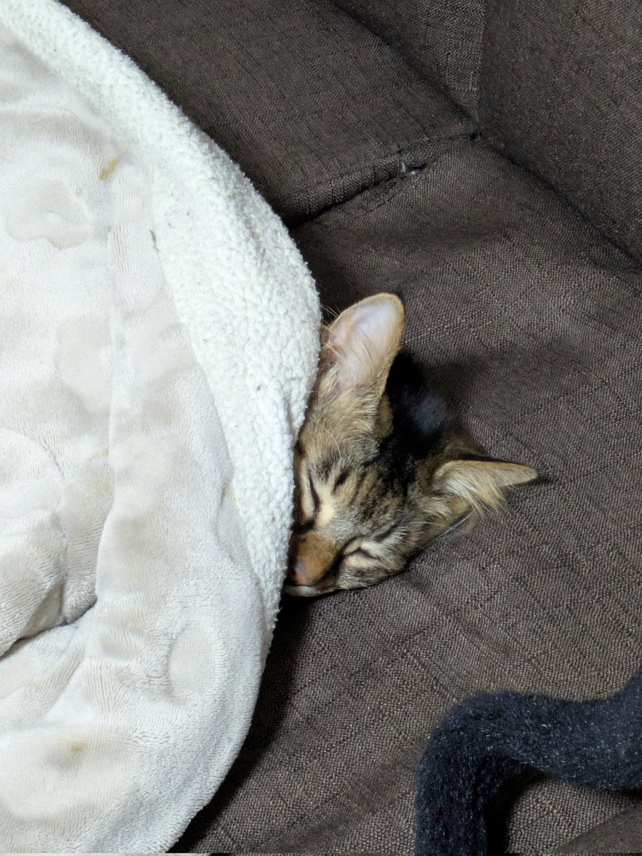SiLyfn's tweet photo. #猫のいる幸せ 
#猫好きさんと繫がりたい
#猫画像
#保護猫

暑っちくなったのか徐々に炬燵布団から出てくるの可愛い😽 https://t.co/VFAceq1dQL