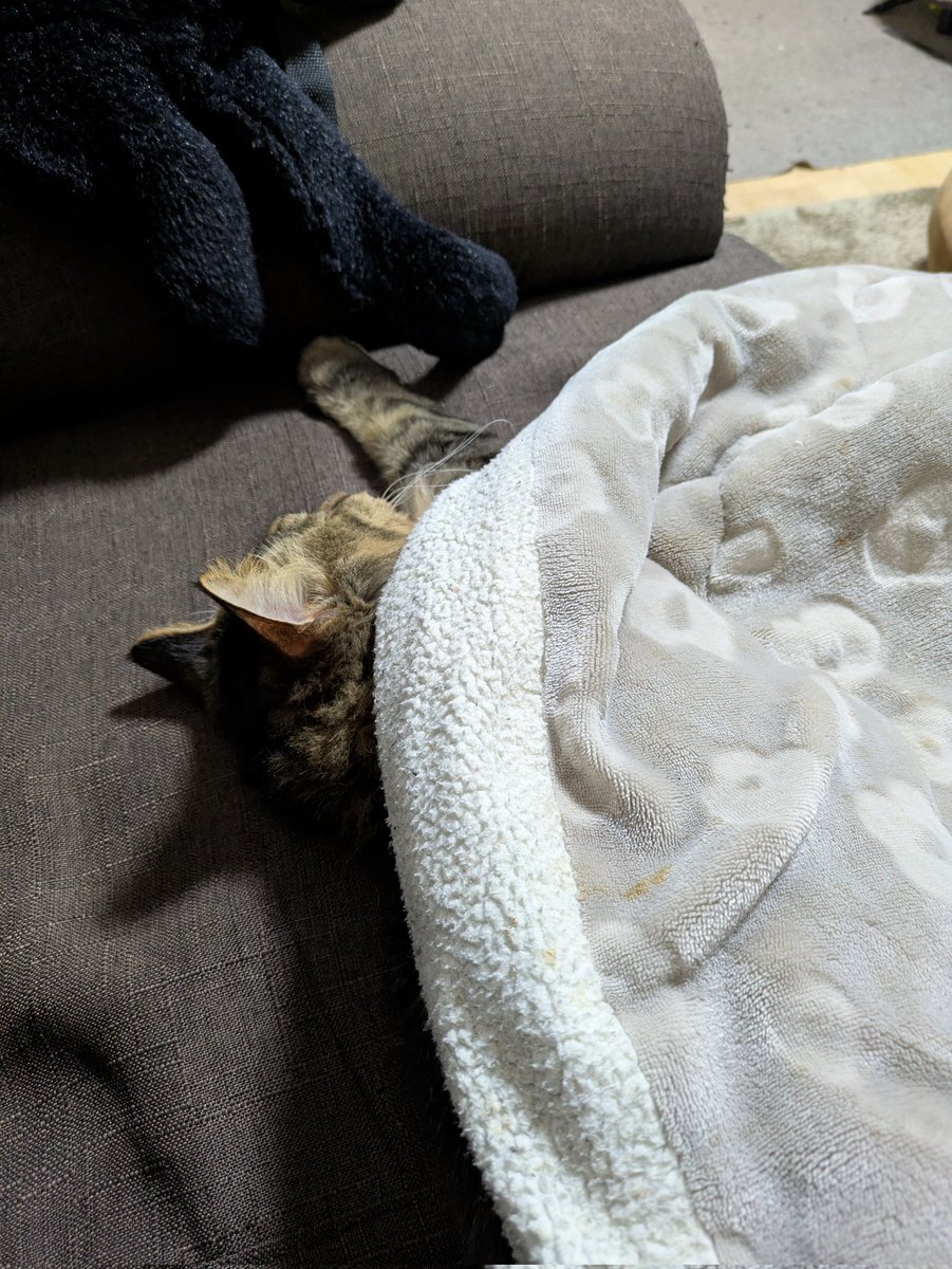 SiLyfn's tweet photo. #猫のいる幸せ 
#猫好きさんと繫がりたい
#猫画像
#保護猫

暑っちくなったのか徐々に炬燵布団から出てくるの可愛い😽 https://t.co/VFAceq1dQL