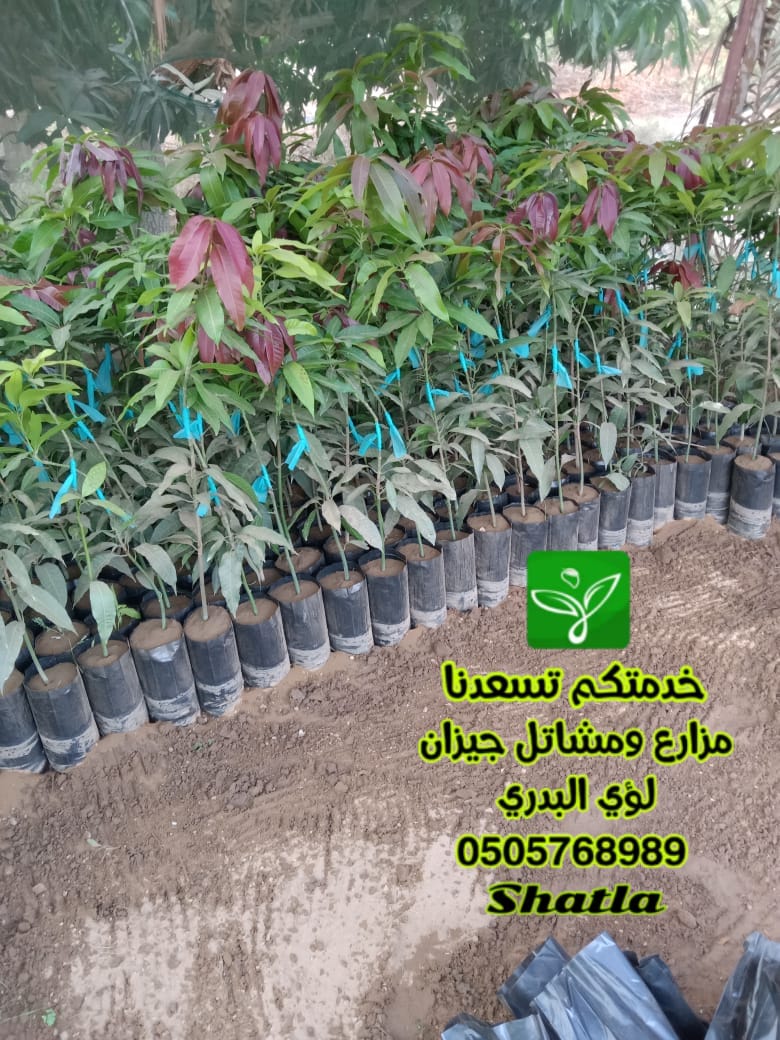 لؤي منور البدري tweet media