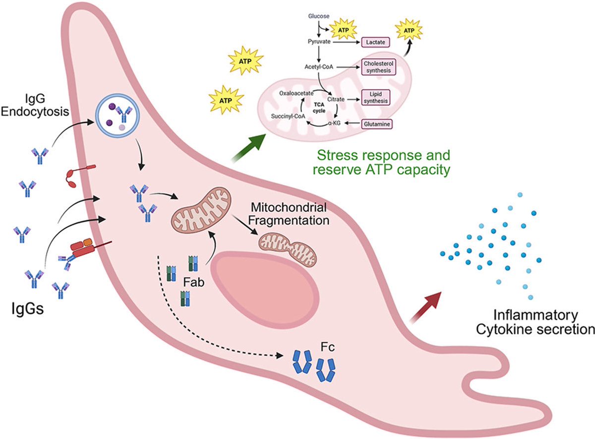 vipintukur's tweet photo. A potential new direction for treating #LongCOVID and ME/CFS.

➡️ A NEW study suggests that IgG antibodies—and even their Fab fragments—from patients with ME/CFS, including those who developed the condition after COVID-19, can directly affect human endothelial cells. 

➡️ The researchers found that these antibodies can alter mitochondrial structure and function, leading to mitochondrial fragmentation and changes in cellular energy metabolism. 1/