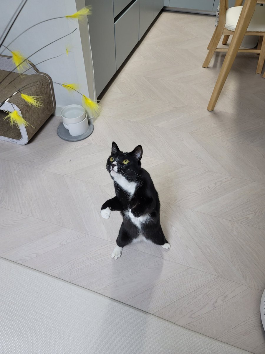 경호원 고양이
(마감됐지만 귀여운 대회라 올려봐요)