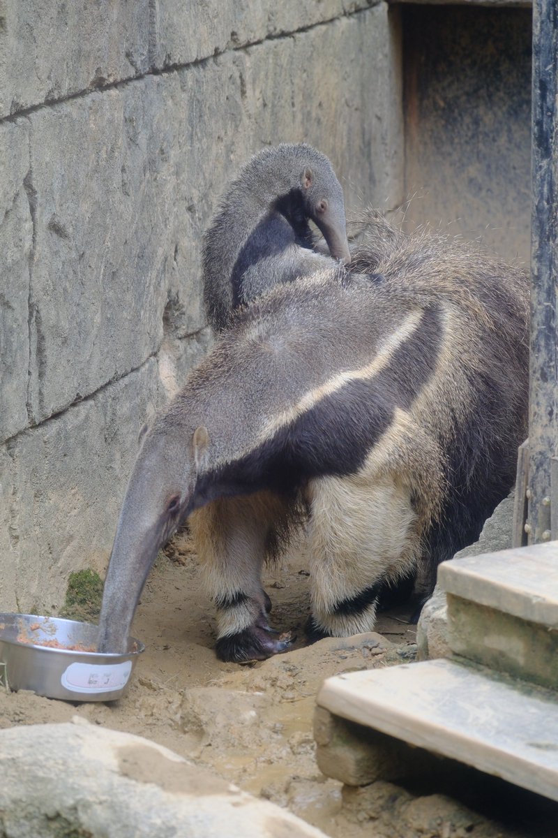 お食事するお母さんと、どうやって乗ってるかよくわからない赤ちゃん
(2026/2/9) 
#オオアリクイ
#沖縄こどもの国
#妃南 #赤ちゃん