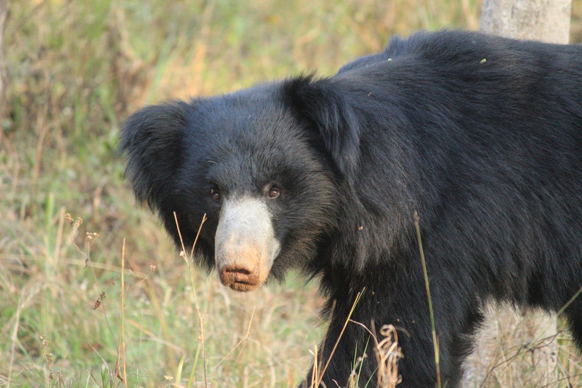 Aloke Palsikar 🔭 🇮🇳 tweet media