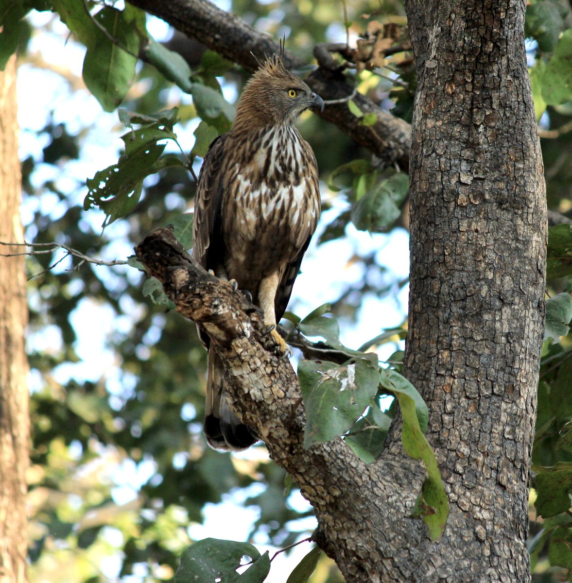 Aloke Palsikar 🔭 🇮🇳 tweet media