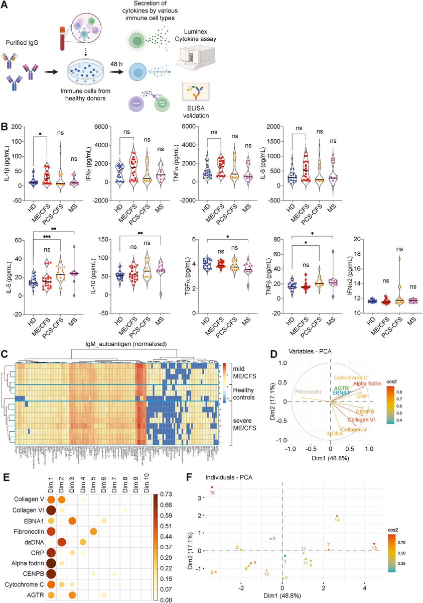 vipintukur's tweet photo. The study also suggests that IgGs from ME/CFS patients may induce a chronic, protective stress response, promoting mitochondrial adaptation through fragmentation, while preserving the cells’ ability to produce ATP.  3/3

H/T: @CatchTheBaby 

https://t.co/9rw6dujiiV https://t.co/CSWaYvRE1L