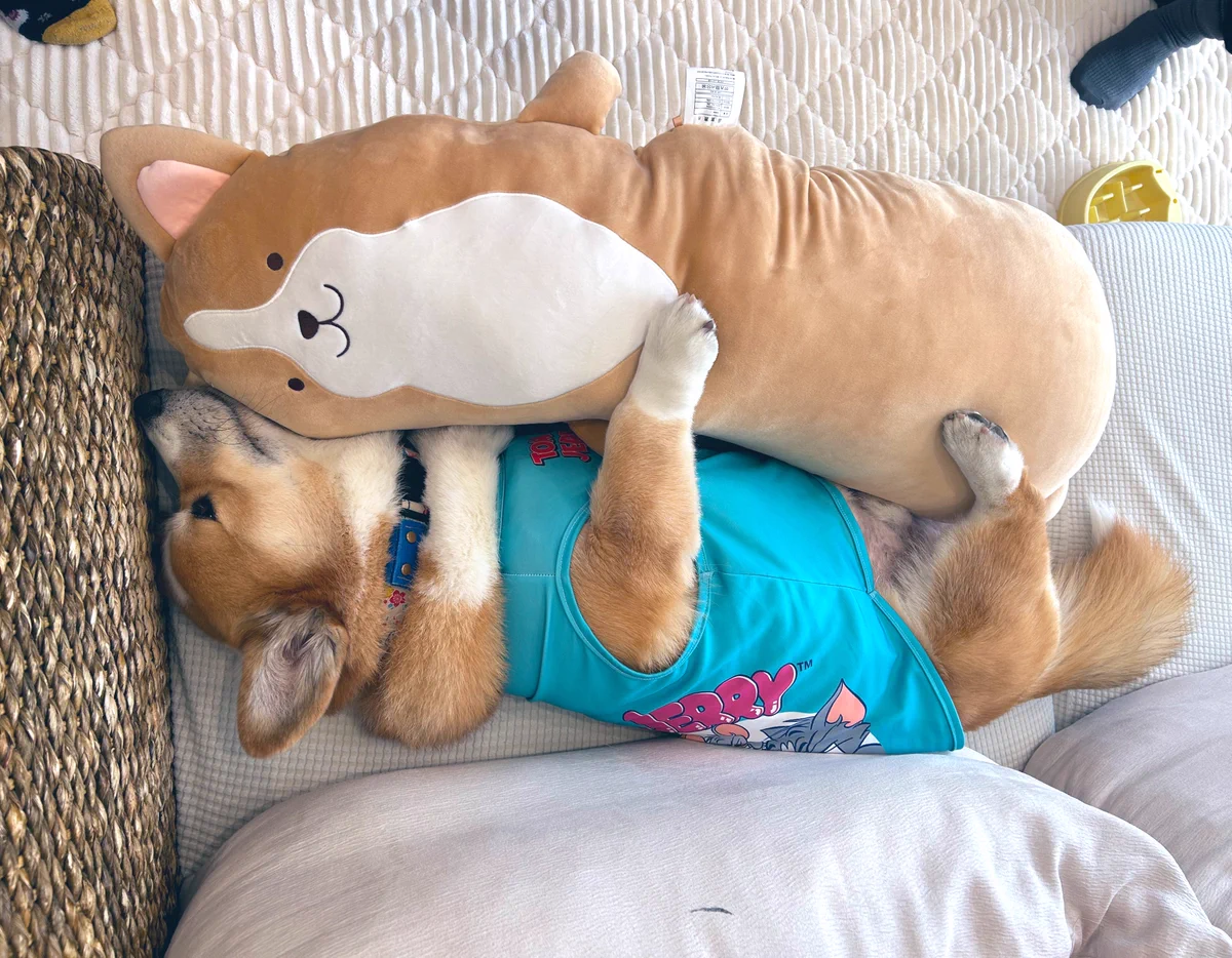ほしこめ🐶 on X: 
