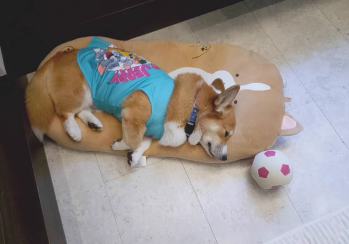 ほしこめ🐶 on X: 