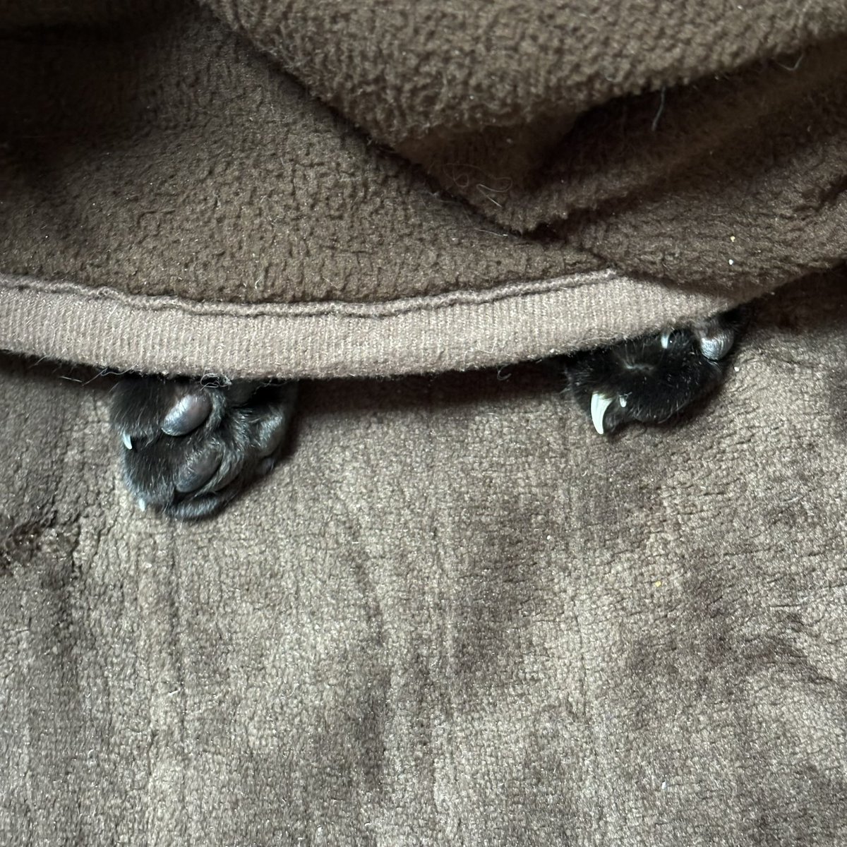 コタツから 足だけ出てる🐾 逆www