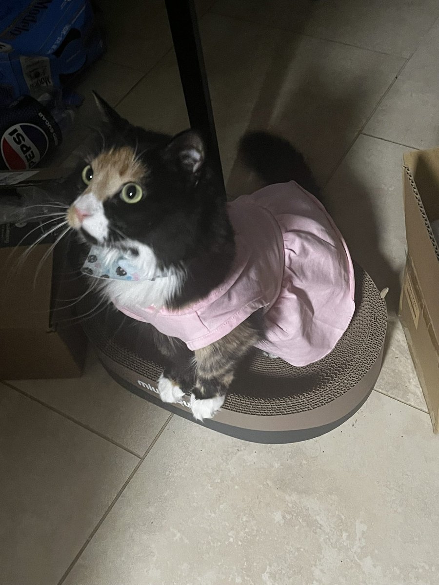 Outcast Rae 🐟 VTAKE tweet media