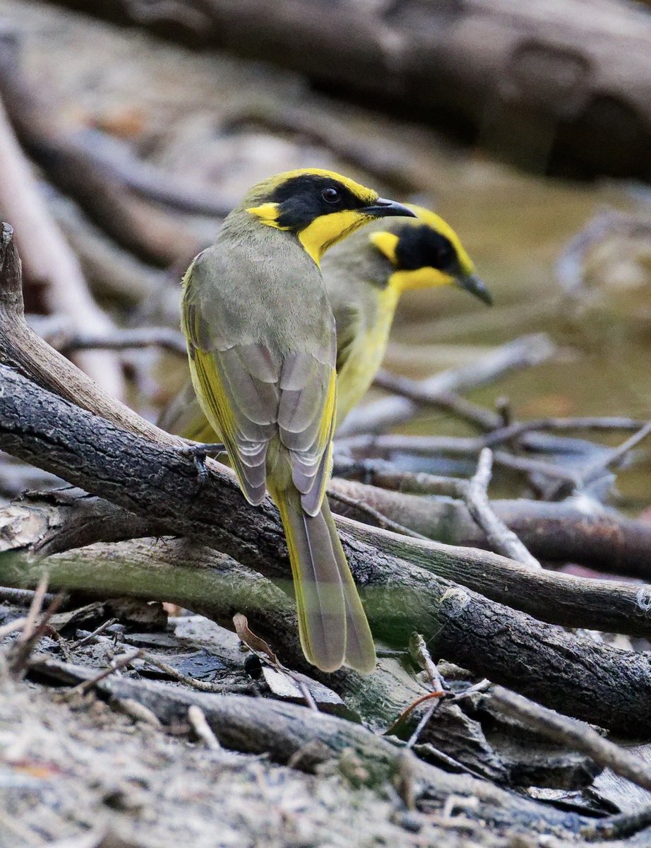 Yellow-Tufted Honeyeaters, coming in for an afternoon drink. Duraki SF yesterday.