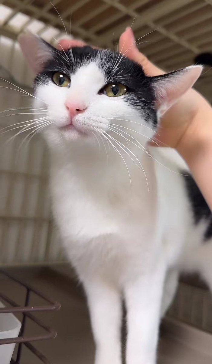 しょうた君、可愛い🤭
#保護猫カフェかつお
#あにまるファミリー
#猫
<a href="/hogoneko_katsuo/">保護猫カフェ かつお（シェルター）</a> 
<a href="/2oniTomo/">友子ちゃんとお兄ちゃん🌿ねこ&フェレット 😻🐻</a>