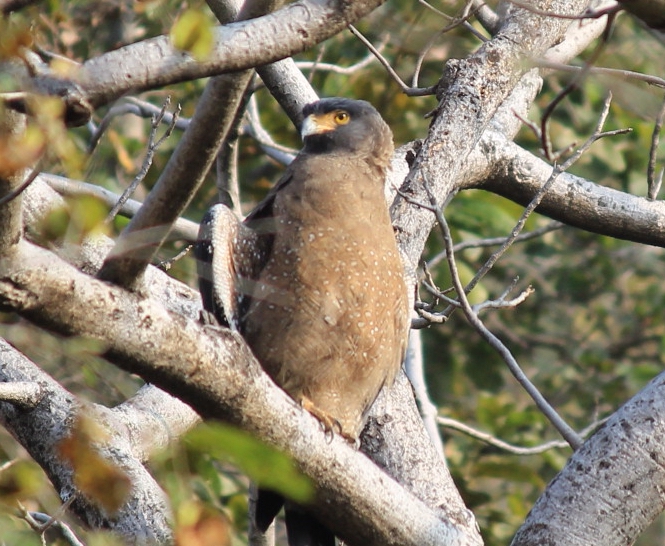 Aloke Palsikar 🔭 🇮🇳 tweet media