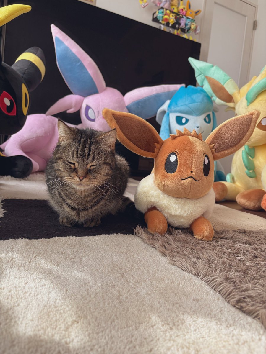 等身大ﾌﾞｲｽﾞ揃いました╰(*´︶`*)╯

並べてたらﾈﾙ君🐈参戦してきて
ど真ん中に座ったと思ったら寝ちゃったー🤭笑
みんなに囲まれて安心してるみたい笑
そっとお隣にｲｰﾌﾞｲ連れてきたよ🤫