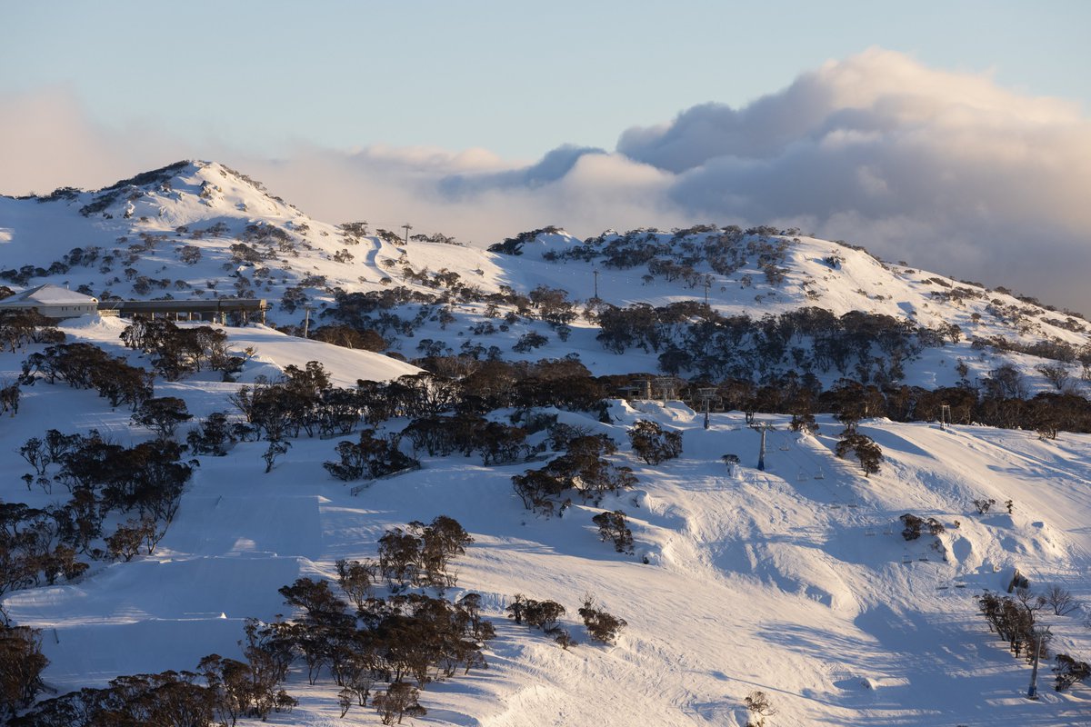 Perisher tweet media