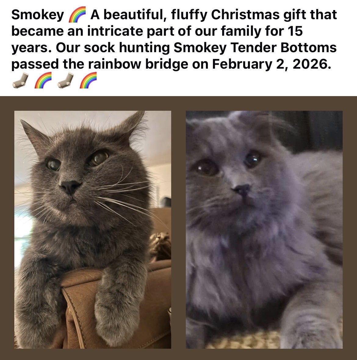 I’m sure WiFi met Smokey at the bridge with a sock and a beautiful meow. 😿