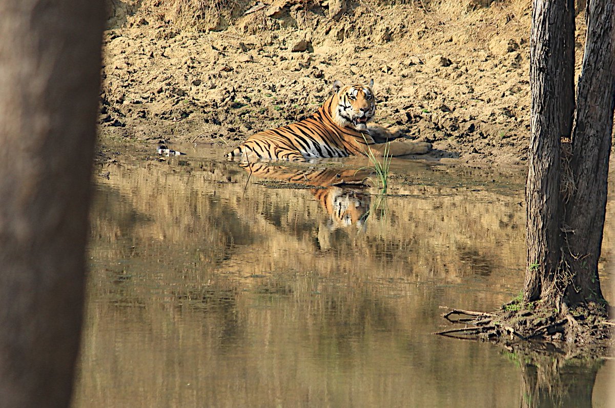 Aloke Palsikar 🔭 🇮🇳 tweet media